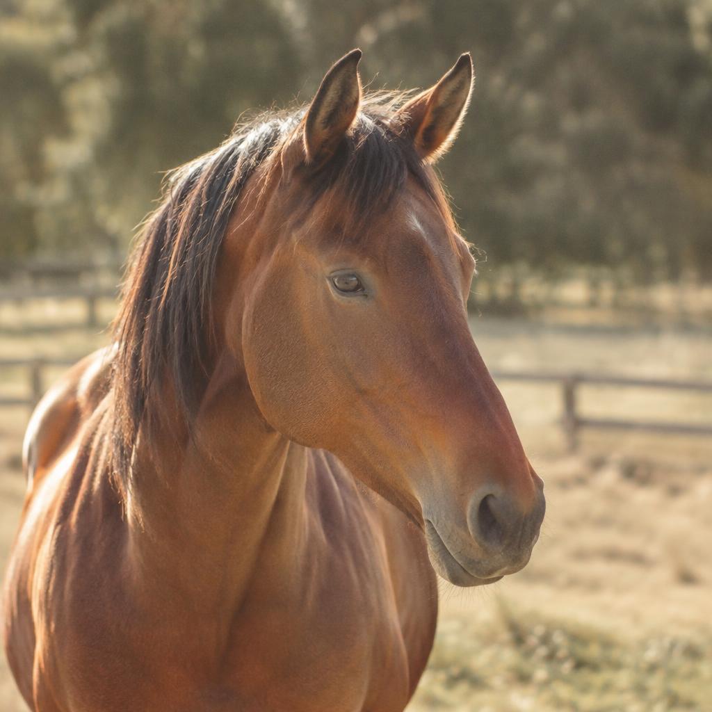 A calm bay horse standing in the paddock